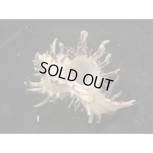 画像2: ノシメガンセキ (2)