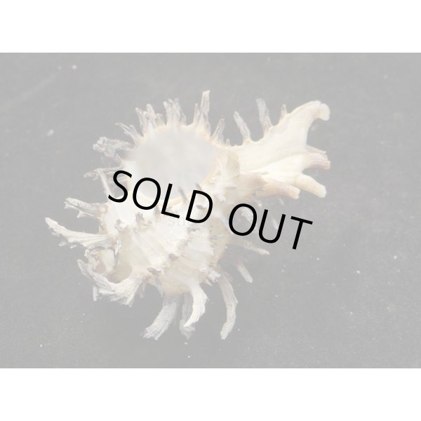 画像3: ノシメガンセキ (3)