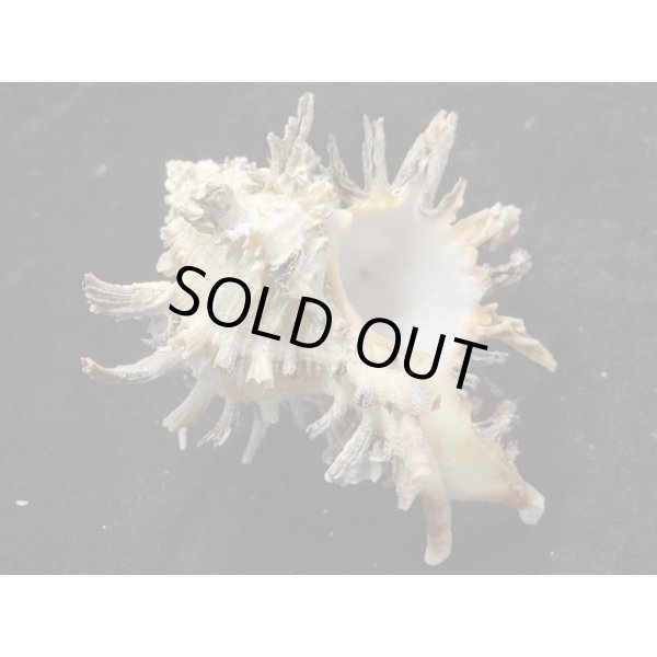 画像2: ノシメガンセキ (2)