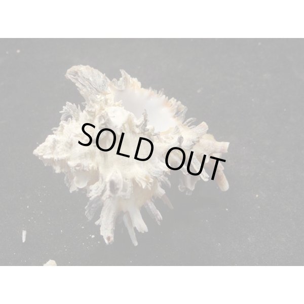 画像3: ノシメガンセキ (3)