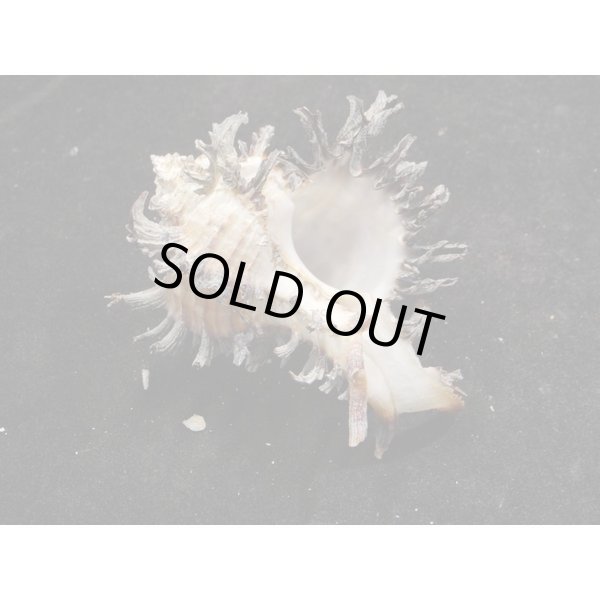 画像2: ノシメガンセキ (2)