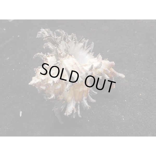 画像3: ノシメガンセキ (3)