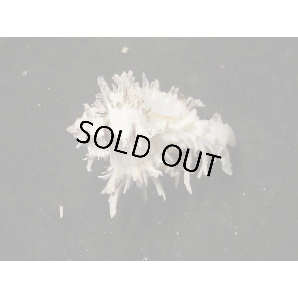 画像3: ノシメガンセキ (3)