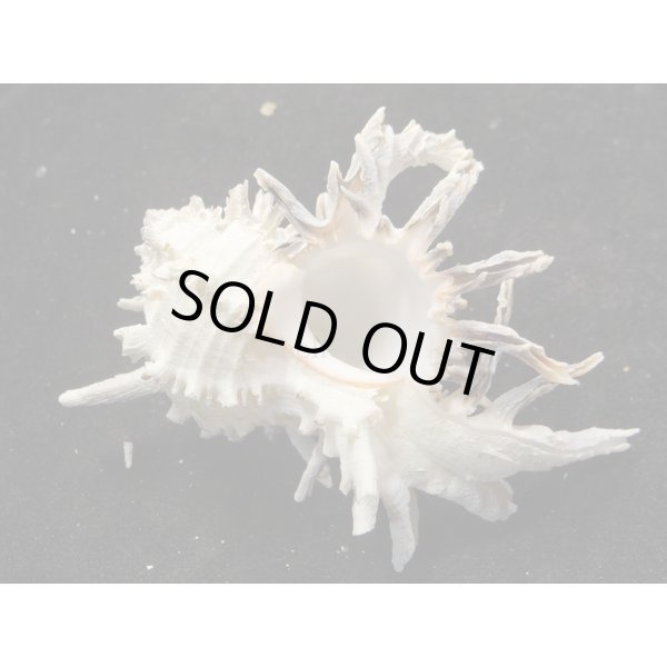 画像2: ノシメガンセキ (2)