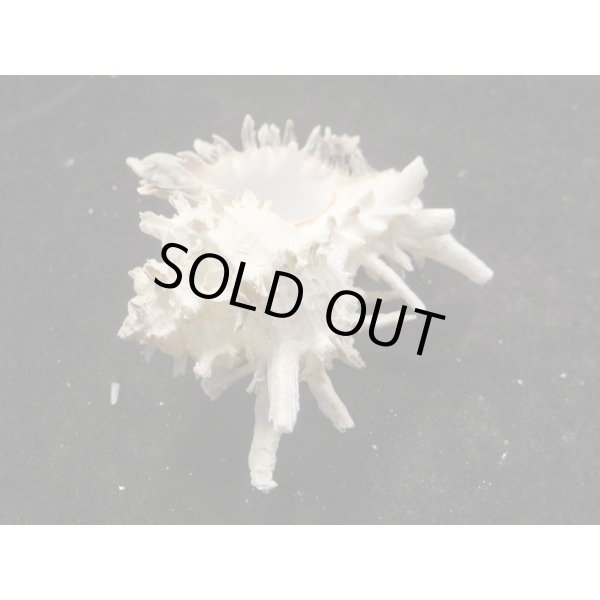 画像3: ノシメガンセキ (3)