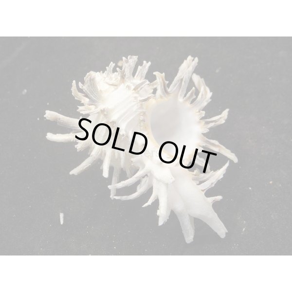 画像2: ノシメガンセキ (2)