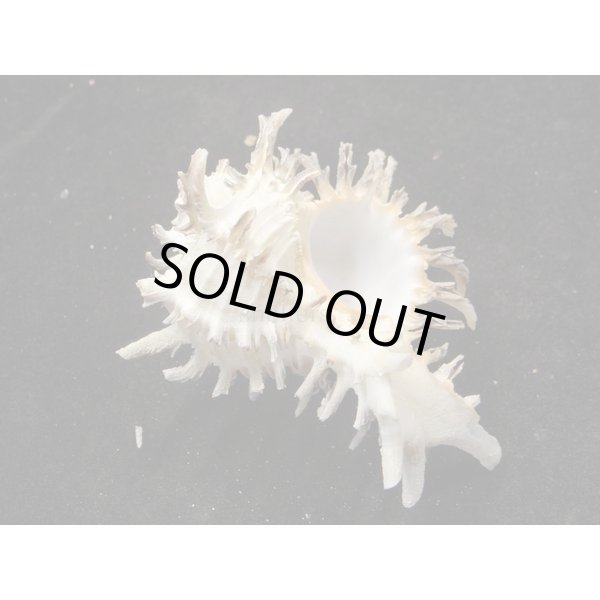 画像2: ノシメガンセキ (2)