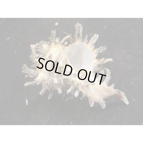 画像2: ノシメガンセキ (2)