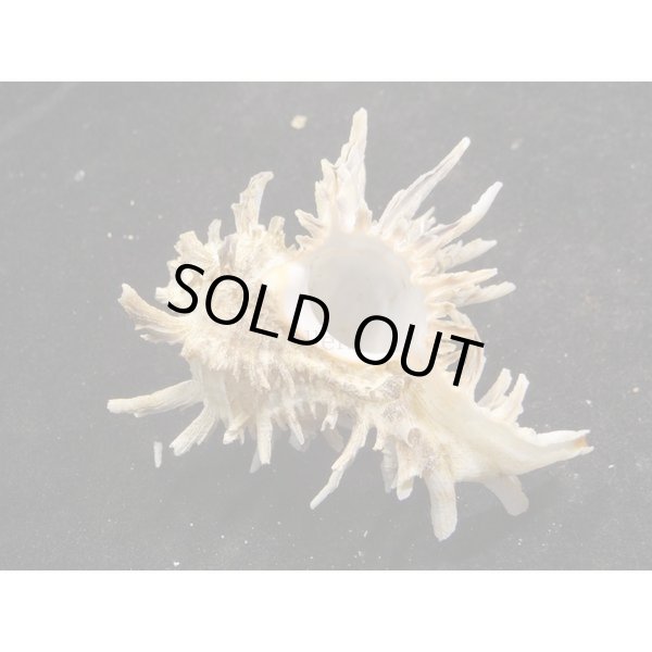 画像2: ノシメガンセキ (2)