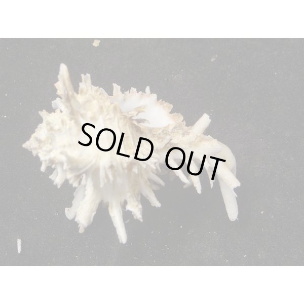 画像3: ノシメガンセキ (3)