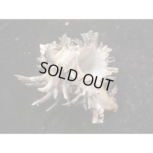 画像2: ノシメガンセキ (2)