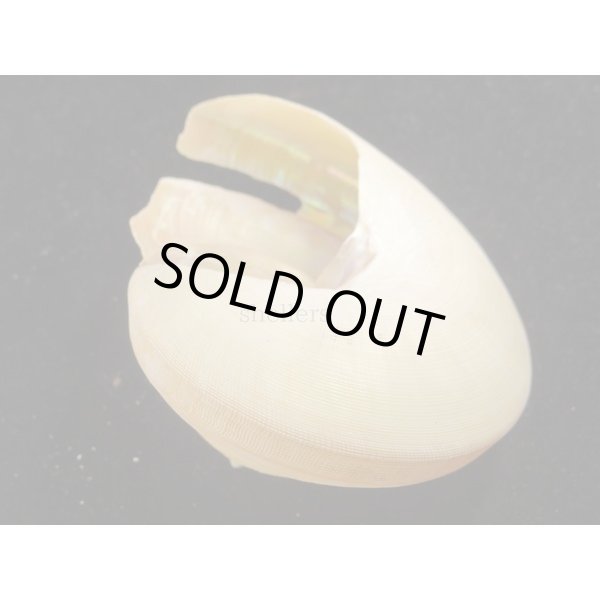 画像3: good2nd テラマチオキナエビス (3)