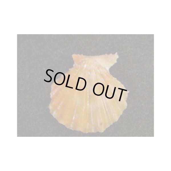 画像2: ヒレタエニシキ 朱色 (2)