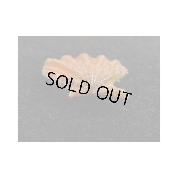 画像3: ヒレタエニシキ 朱色 (3)