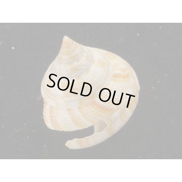 画像2: ベニオキナエビス (2)