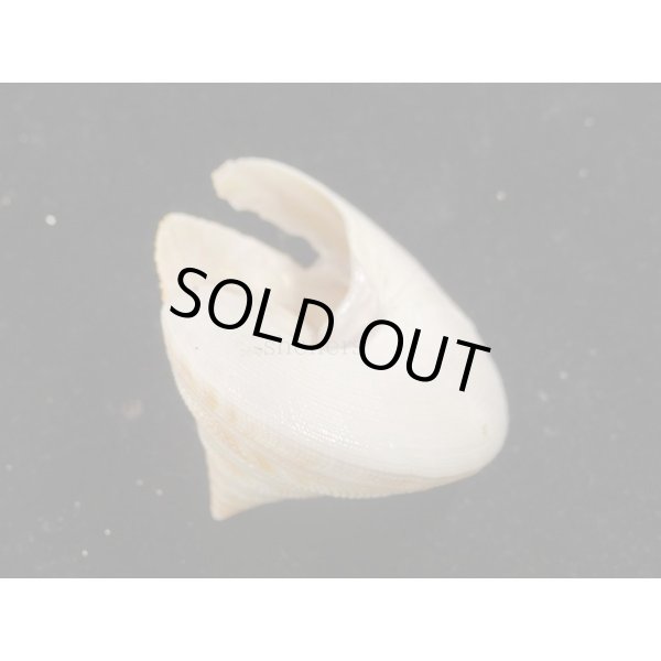 画像3: ベニオキナエビス (3)