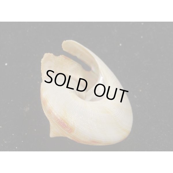 画像3: ベニオキナエビス (3)