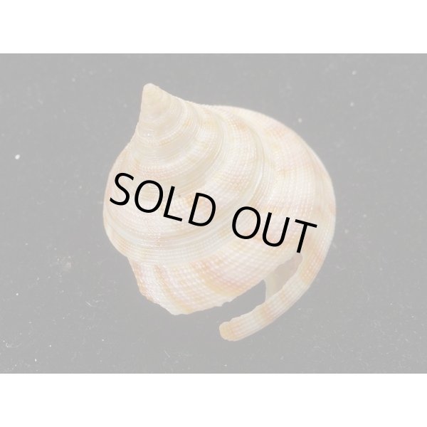 画像2: ベニオキナエビス (2)