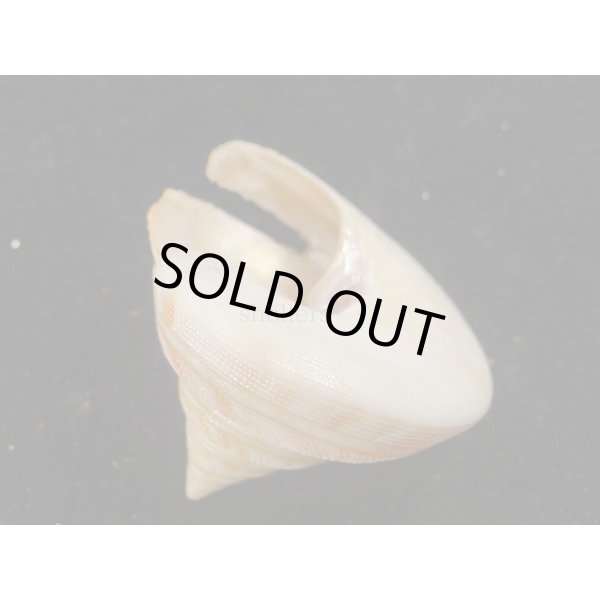 画像3: ベニオキナエビス (3)