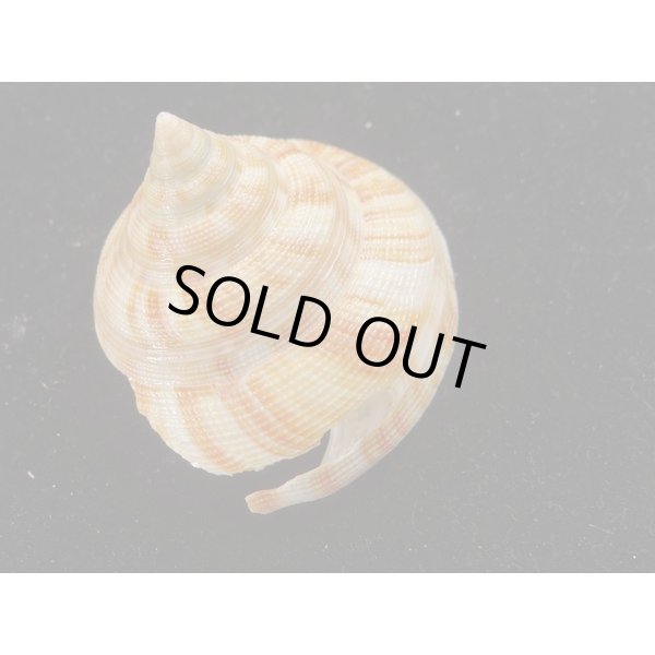 画像2: ベニオキナエビス (2)