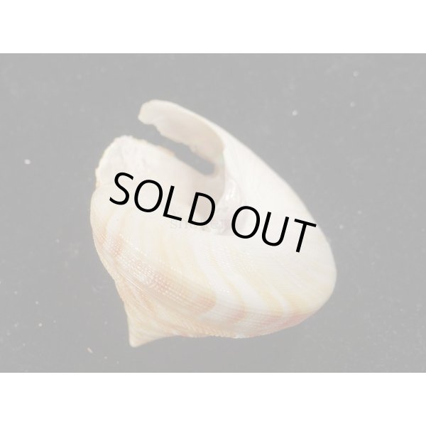 画像3: ベニオキナエビス (3)