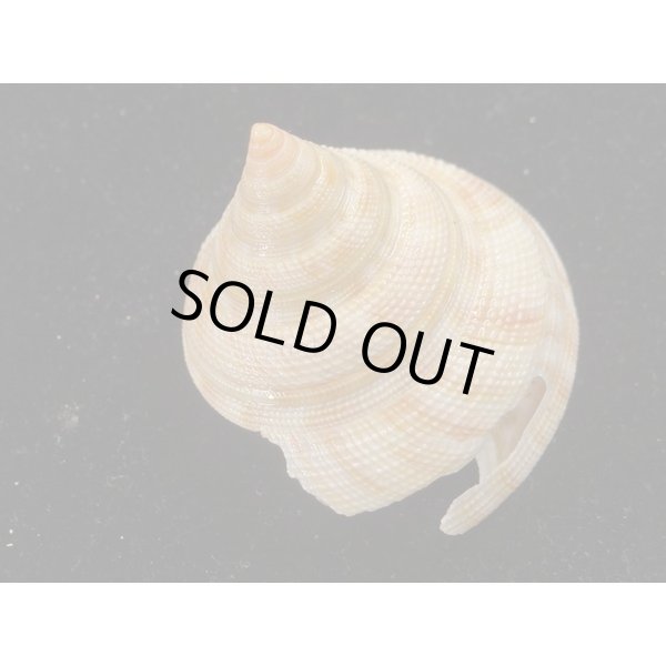 画像2: ベニオキナエビス (2)