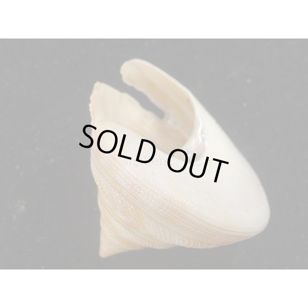 画像3: ベニオキナエビス (3)