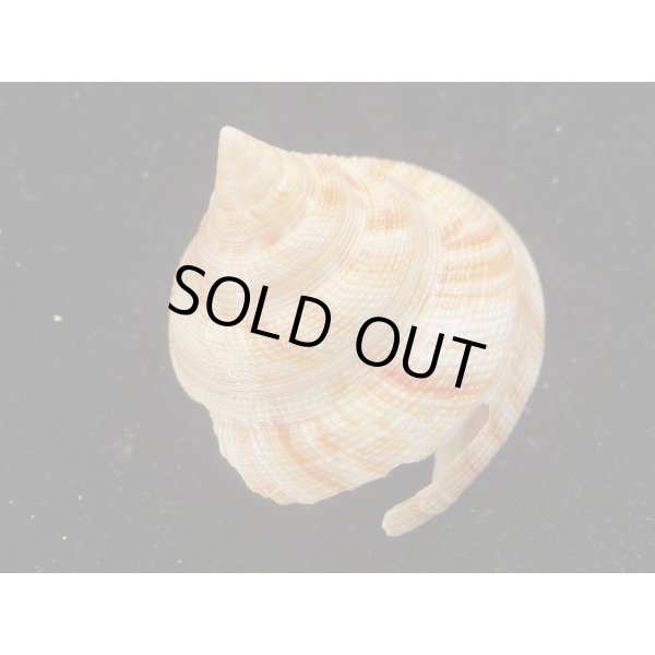 画像2: ベニオキナエビス (2)