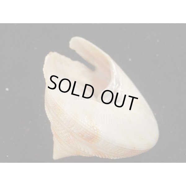 画像3: ベニオキナエビス (3)