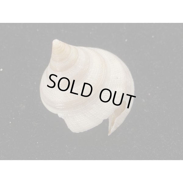 画像2: ベニオキナエビス 白化個体 (2)