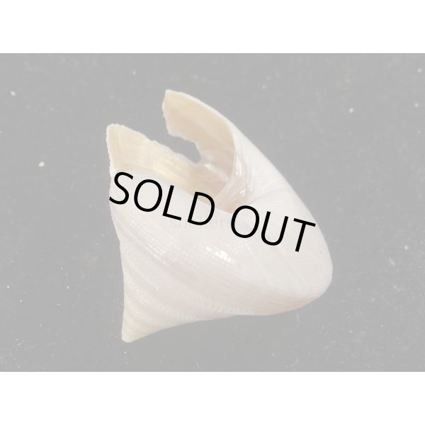 画像3: ベニオキナエビス 白化個体 (3)