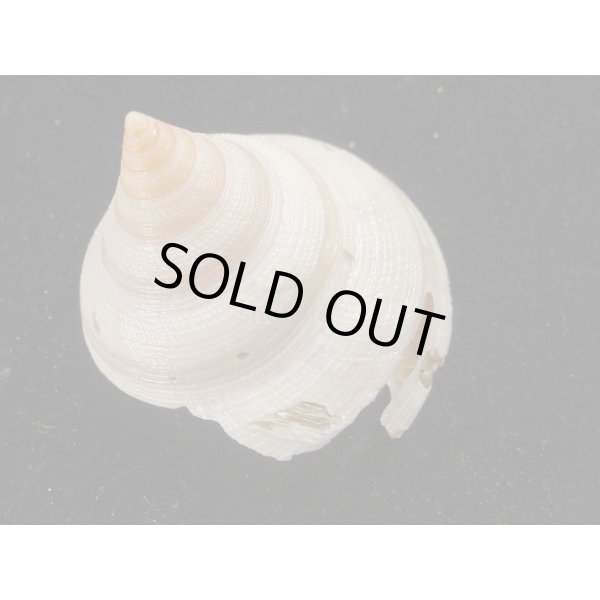 画像2: ベニオキナエビス 白化個体 (2)