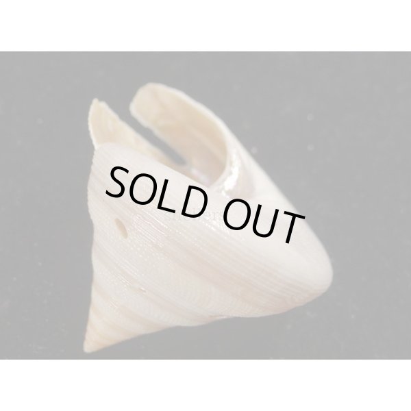 画像3: ベニオキナエビス 白化個体 (3)