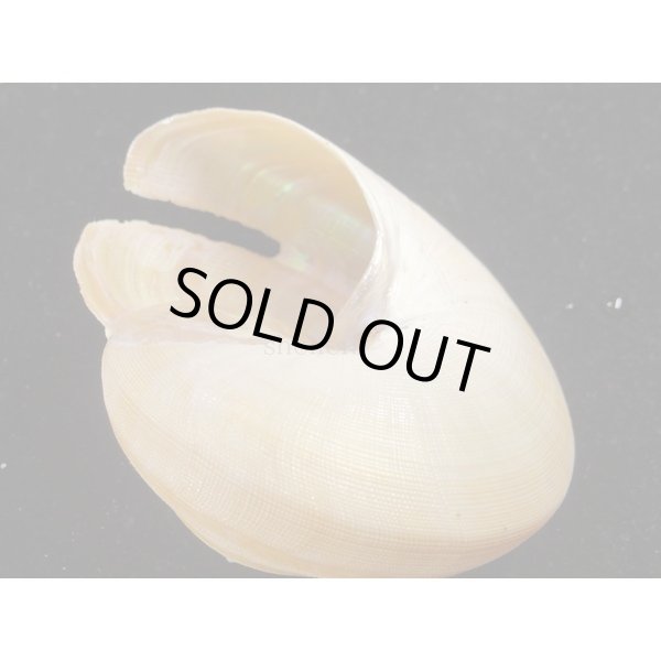 画像3: テラマチオキナエビス (3)