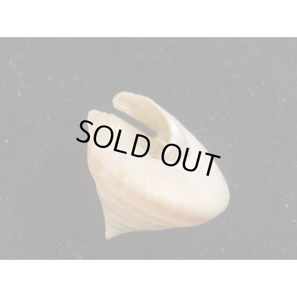 画像3: ヒメオキナエビス (3)