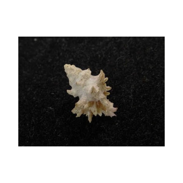 画像2: リュウキュウヨウラク 小 (2)