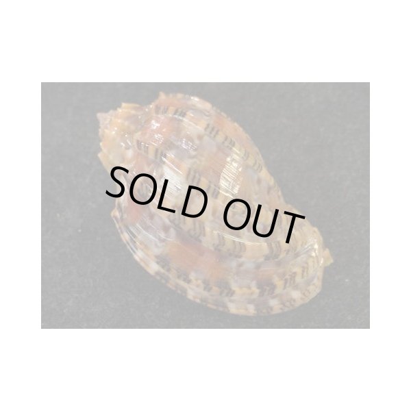 画像2: ベニオビショッコウラ　特濃色タイプ (2)