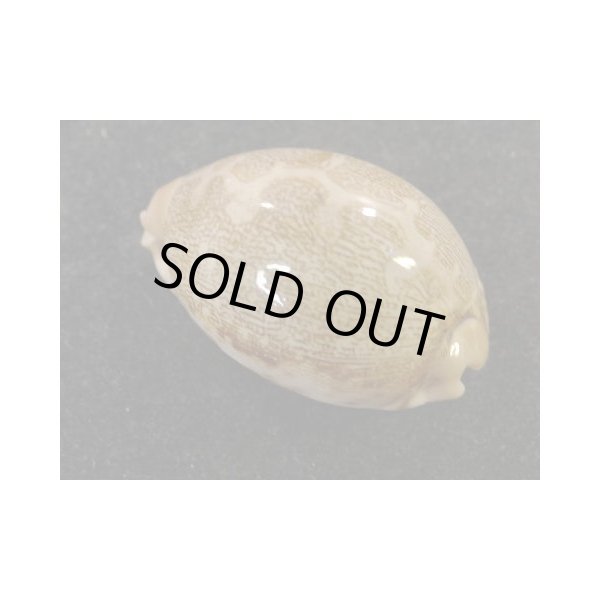 画像2: ウラジロハラダカラ ドワフ (2)