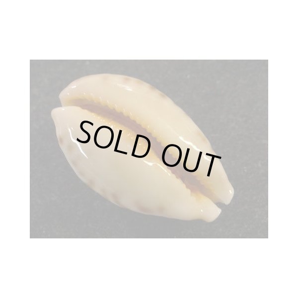 画像3: ウラジロハラダカラ ドワフ (3)