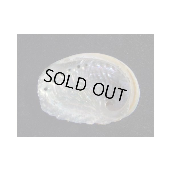 画像2: アカアワビとオーストラリアトコブシの人工交雑種 (2)