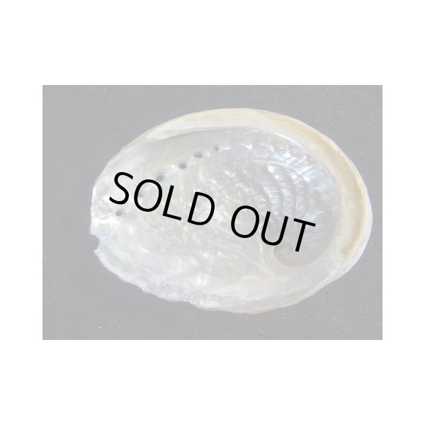 画像2: アカアワビとオーストラリアトコブシの人工交雑種 (2)