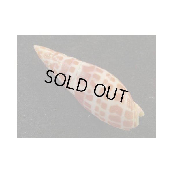 画像2: インド洋産 チョウセンフデ (2)