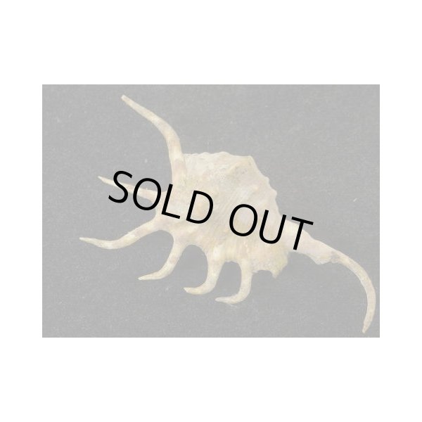 画像2: サソリガイ 未洗い 美品 (2)