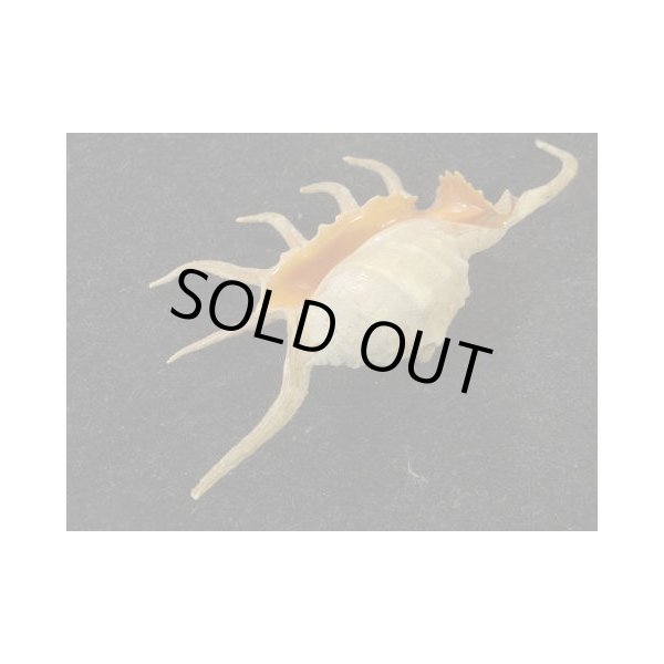 画像3: サソリガイ 未洗い 美品 (3)