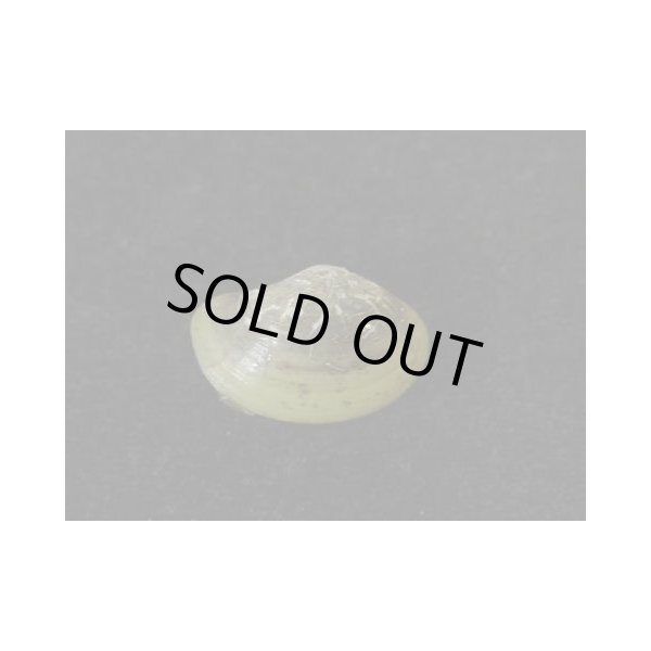 画像2: ベッコウソデ？　大 (2)