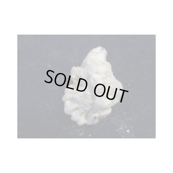 画像2: ヒシヨウラク 特大 老成 (2)