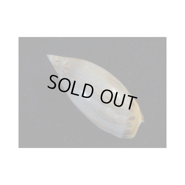 画像2: トガリヒロクチマクラ (2)