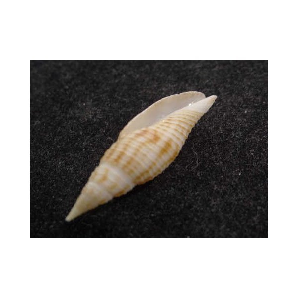 画像3: ヤグラフデ　近似 (3)