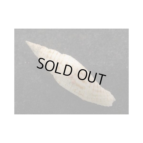 画像2: ヤグラフデ 近似 (2)