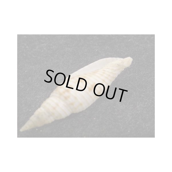 画像3: ヤグラフデ 近似 (3)